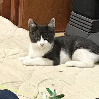 遊び好きなもんちゃん里親募集中