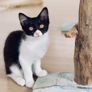 ボブテイルで長毛のキュートな白黒女の子