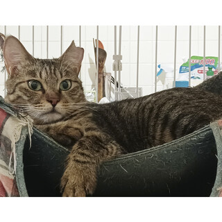 さっぱりした性格の賢い子：サンク