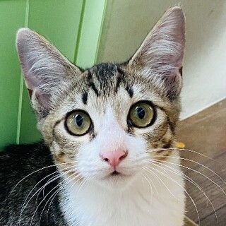 ③キジ白　メス6ヶ月　大人しい　すず