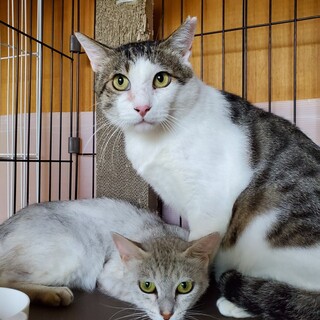 切なくなる猫たち