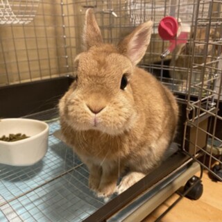 うさぎ2羽同時でお願いします。