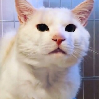 シャーシャー威嚇の猫さん
