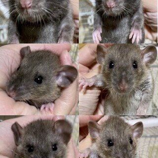 ファンシーラット