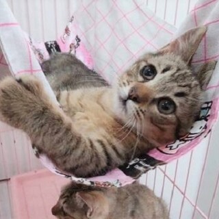 【動画】TNR現場からの保護☆ゴロスリ兄弟