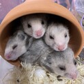 ゴールデンハムスター、長毛・黒クマの子供　3匹