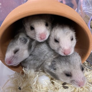ゴールデンハムスター、長毛・黒クマの子供　3匹