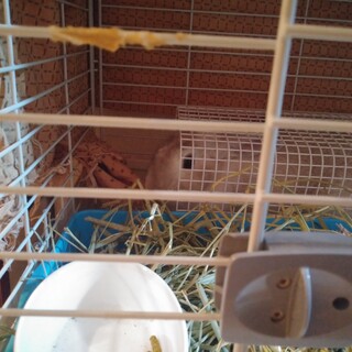 ミニウサギ女の子7ヶ月・抱っこ可能なおとなしい子