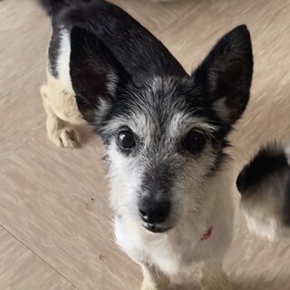 ジャックラッセルテリアの女の子なみちゃん