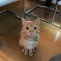 至急！助けてください！