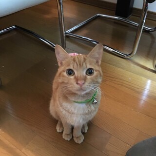 至急！助けてください！