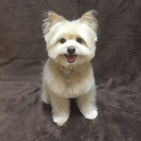 モフ