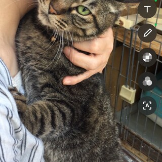 【【緊急募集！】】家の外でケージ飼育!　ガラくん