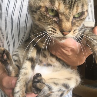 【【緊急】】家の外でケージ飼育!　ダマちゃん