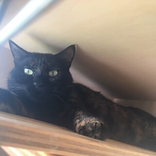 【【緊急】】家の外でケージ飼育!　レンちゃん