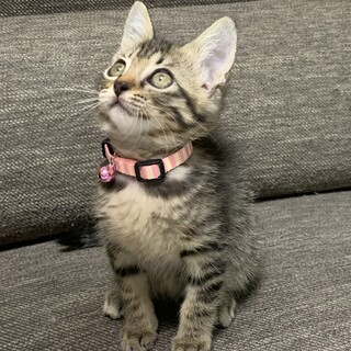 お願いします！