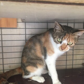 【【緊急】】家の外でケージ飼育!　チョコちゃん