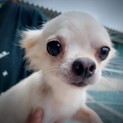 ロングコートチワワあなごちゃん。