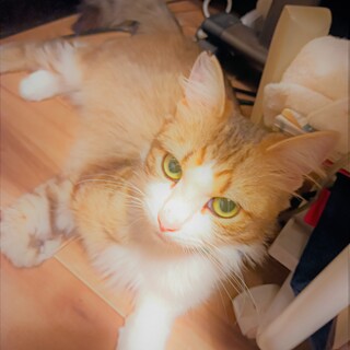 スイートな貴公子！長毛たっちゃん