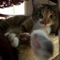 甘えん坊な猫さん