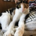 クールビューティーな猫さん