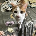 構ってちゃんな猫さん