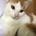 ひとり遊びが上手な猫さん