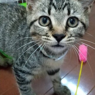 とても人懐っこい　メロンちゃん　