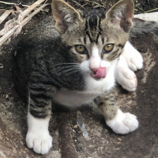 のんびり好奇心旺盛な白キジトラちゃん