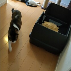 「確かに・・猫が落ちてる」サムネイル2