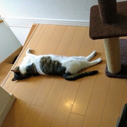 「確かに・・猫が落ちてる」サムネイル3