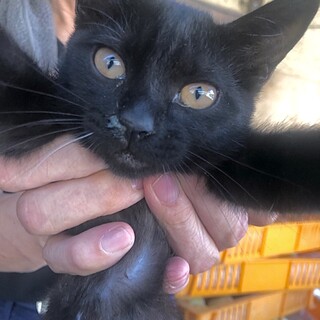 おっとり自分のペースで天然な黒猫くん