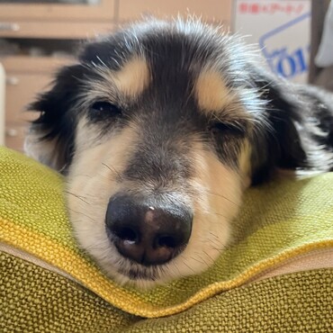 眠たいな…Part 2（14歳半のさくら）