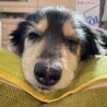 眠たいな…Part 2（14歳半のさくら）