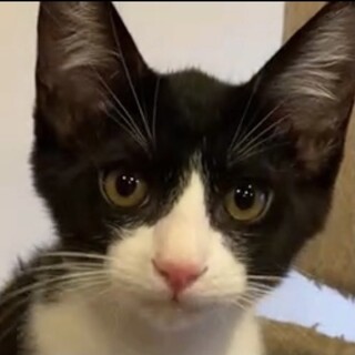 ハチワレ甘えたBOYのソラ君❣️