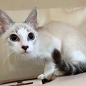【ひかえ】おかげさまで里親様が決まりました。
