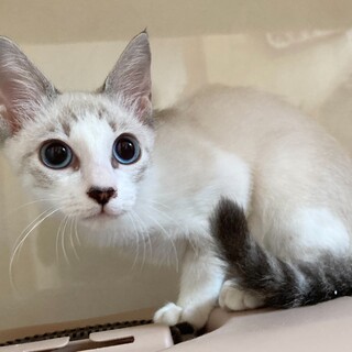 【ひかえ】おかげさまで里親様が決まりました。
