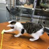 母親がいない子猫達の里親さん募集！！ サムネイル3