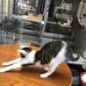 母親がいない子猫達の里親さん募集！！ サムネイル4