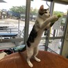 母親がいない子猫達の里親さん募集！！ サムネイル5