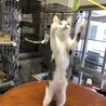 母親がいない子猫達の里親さん募集！！ サムネイル6