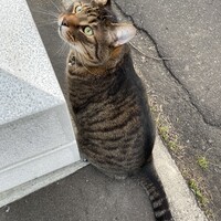 アベル