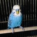 セキセイインコ二羽(ペア)の里親様を募集してます