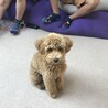 ショコラ6ヶ月