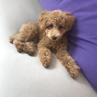 ショコラ