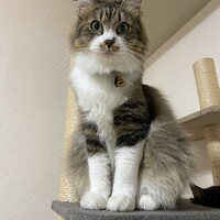 ノア