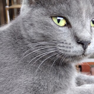 美人さんです。