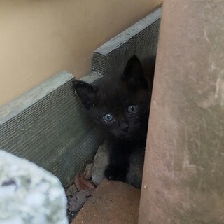 黒猫ちゃん
