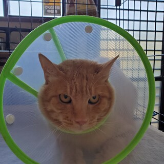 7/30断尾手術無事終了 穏やかな可愛い男の子。