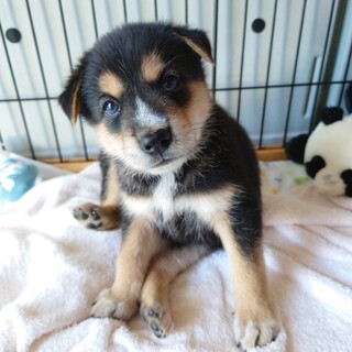 元気ハツラツ！！活発な“バドくん”